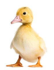 Yellow duckling, front view