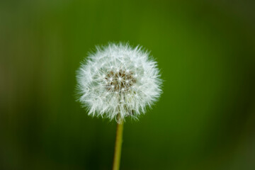 Fototapeta premium Wild flowers
