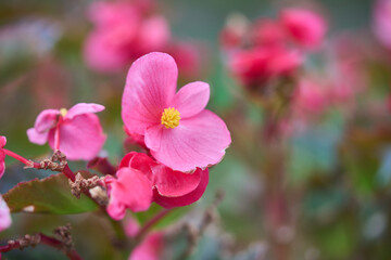 Bright red begonia close-up. Close-Up Macro Nature Photography