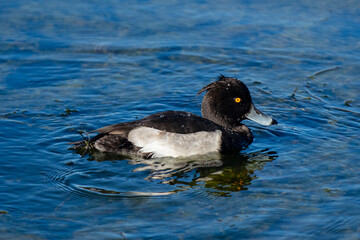 tufted duck and swan