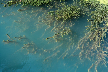 Aquatic plants floating on tranquil blue water surface with ample copy space for design