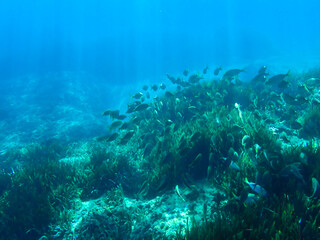 Sunlight shining  the surface and under the blue ocean, sea wave, with clean waters in summer time, Ocean blue underwater with sunrays, underwater blue ocean, sandy sea bottom underwater background.