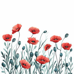 Obraz premium Red poppy flowers botanical illustration isolated on white background 