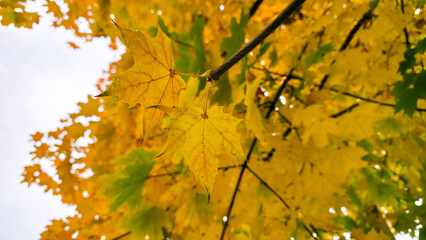 Golden maple leaves glow against the bright sky, capturing the peaceful transition of autumn and the gentle beauty of nature’s seasonal change.
