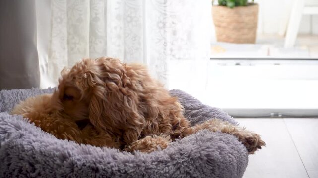 A red dog lies at home looking for fleas. Biting himself