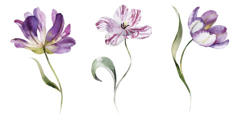 Watercolour floral illustration set. Burgundy flowers, maroon purple individual elements collection. Rose, peony, tulips, iris. Bouquets, wreaths, wedding invitations, anniversary, birthday, prints. 