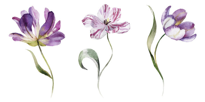 Watercolour floral illustration set. Burgundy flowers, maroon purple individual elements collection. Rose, peony, tulips, iris. Bouquets, wreaths, wedding invitations, anniversary, birthday, prints. 