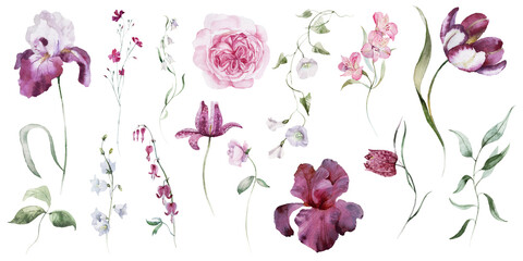 Watercolour floral illustration set. Burgundy flowers, maroon purple individual elements, green leaves branches collection. Rose, peony, tulips, iris. Bouquets, wreaths, wedding invitations, prints. 