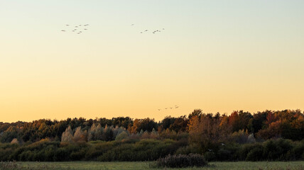 sunset in the forest