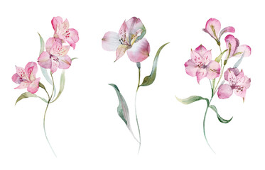 Watercolour floral illustration set. Burgundy flowers, maroon purple individual elements collection. Rose, peony, tulips, iris. Bouquets, wreaths, wedding invitations, anniversary, birthday, prints. 