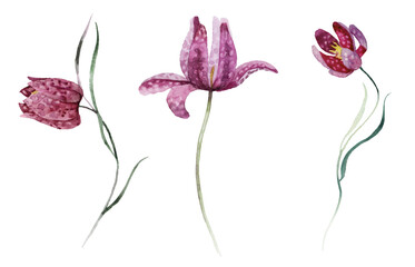 Watercolour floral illustration set. Burgundy flowers, maroon purple individual elements collection. Rose, peony, tulips, iris. Bouquets, wreaths, wedding invitations, anniversary, birthday, prints. 