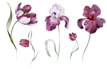 Watercolour floral illustration set. Burgundy flowers, maroon purple individual elements collection. Rose, peony, tulips, iris. Bouquets, wreaths, wedding invitations, anniversary, birthday, prints. 
