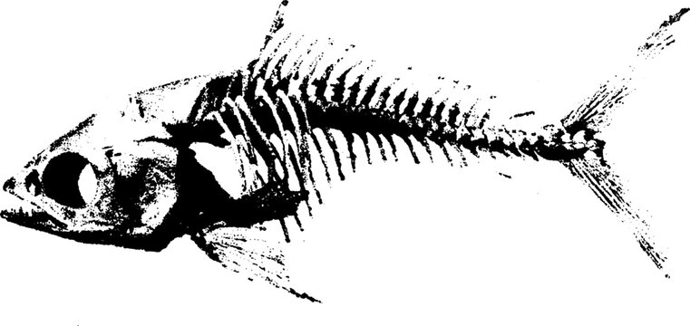 Black and white fish skeleton in halftone effect for grunge design