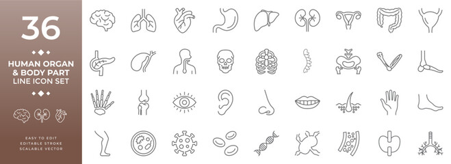 Collection of linear human organ and body part vector icons, including anatomy, internal organs, skeleton, and external body parts for medical and biological illustration design projects.