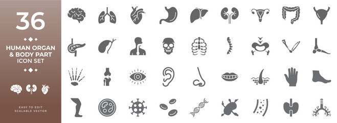 Collection of filled human organ and body part vector icons, including anatomy, internal organs, skeleton, and external body parts for medical and biological design projects.