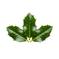 Fototapeta premium Three glossy green holly leaves with spiky edges isolated against a stark black background space here