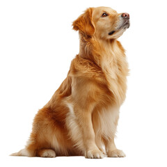 Golden retriever puppy isolated on transparent background 