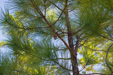 Fototapeta premium pine cone hanging from a branch