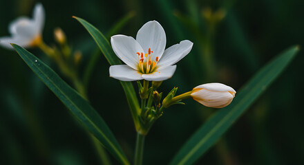 Bright White Flower and Green Leaves Close-up: Stunning Nature Photography with High Contrast