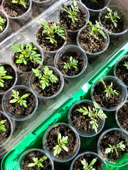 Green seedlings growing in clear plastic cups filled with rich soil, arranged neatly in a greenhouse, showcasing the beauty of nature and the process of plant cultivation