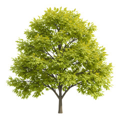 Fototapeta premium Vibrant deciduous tree with lush green foliage, perfect for landscaping and nature scenes