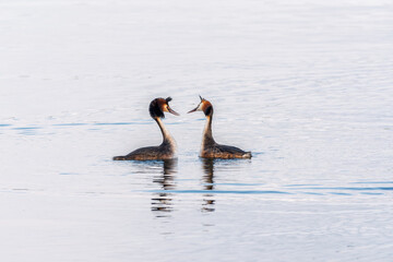 Mating games of two water birds Great Crested Grebes. Two waterfowl birds Great Crested Grebes swim in the lake with heart shaped silhouette