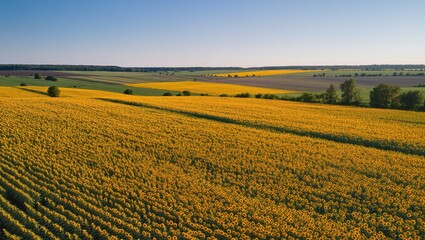 Vibrant Sunflower Field Under a Clear Blue Sky in Late Summer Afternoon