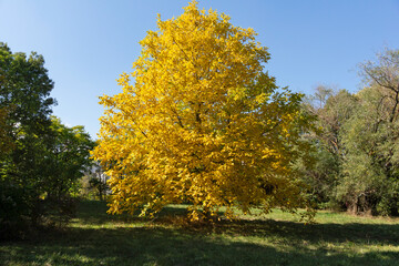 Autumn Landscape of South Park in city of Sofia, Bulgaria