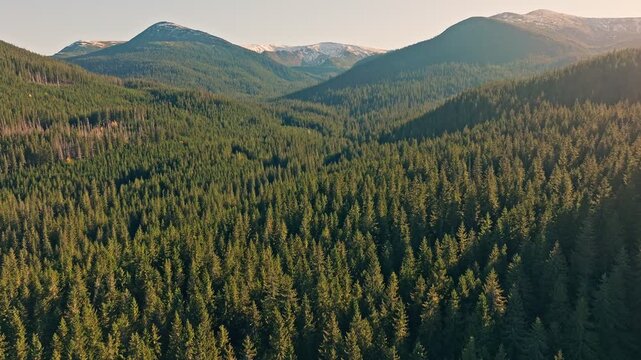 Stunning Aerial View of Lush Green Forest and Mountain Landscape