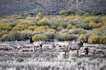 Elk by Willows after Sunset