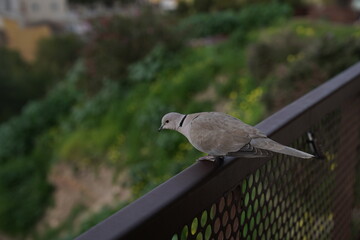 PAJARO
