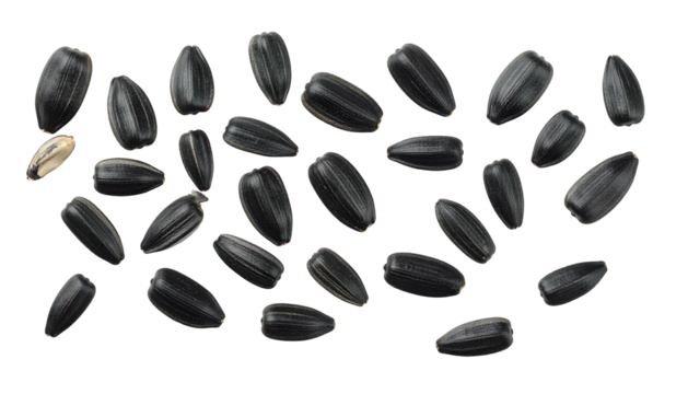 A scattering of dark, oval seeds on a black background, mostly black with one pale exception