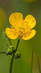 Close-up shot of a bright yellow buttercup with green buds