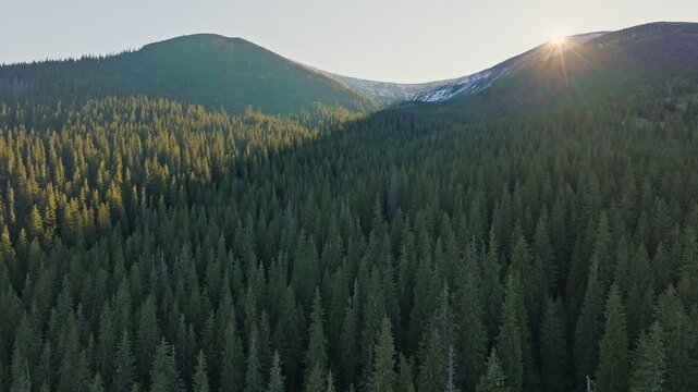 Breathtaking Aerial Views of Lush Evergreen Forests at Sunrise