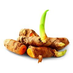   fresh sprouting yellow turmeric or curcumin longa root for growing known in india as haldi, huldi, haldar, isolated cutout in transparent background, png format 