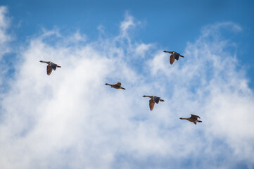 Flock of the endangered Nene also known as the nēnē or the Hawaiian goose flying over a restored wetland in Kauai. In 1957, it was designated as the official state bird of the state of Hawaiʻi.