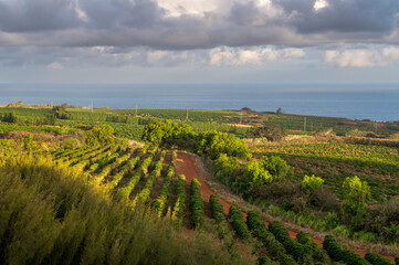 Naklejka premium Hawaiian coffee plantation stretching down to the Pacific Ocean on the island of Kauai. Beautiful evening light and white puffy clouds adds to the feeling of being in a tropical paradise.