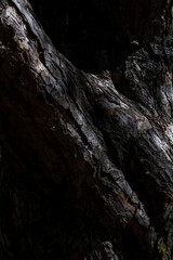 Light patterns on a tree trunk.
