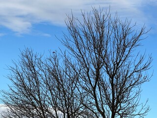 Bare tree branches extending against the sky, showcasing natural texture, organic lines, and minimalist beauty in a calm outdoor environment. Perfect for nature and seasonal themes.