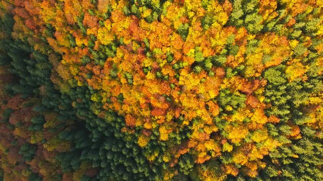Aerial View of Vibrant Autumn Forest Canopy in Golden and Green Shades