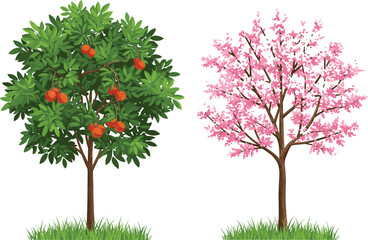 Fruit tree with red pomegranates, cherry blossom tree with pink flowers, seasonal contrast, botanical illustration, nature diversity, outdoor plant scene