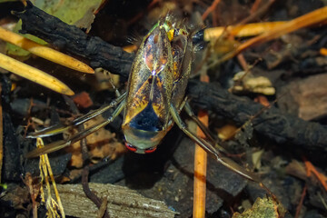 Macro shot of a backswimmer aquatic insect with red eyes and iridescent wings resting among pond debris, showing detailed body texture and natural colors
