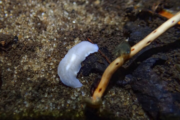 Close-up of a white flatworm crawling on sand and decaying leaf in freshwater habitat, showing its smooth translucent body and natural microhabitat details