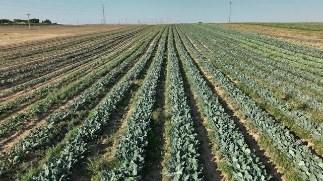 Broccoli field with fresh green plants growing in neat rows under sunlight. Agricultural landscape symbolizing healthy organic farming and sustainable agriculture.