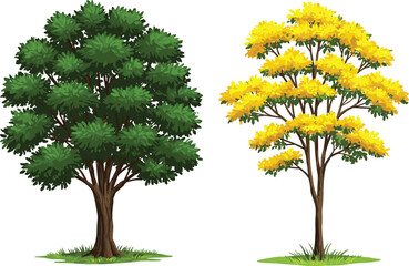Green foliage tree in full bloom, yellow foliage tree in autumn season, seasonal contrast, botanical illustration, nature diversity, outdoor plant scene