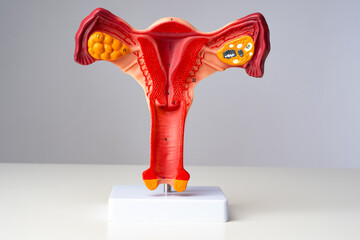 Female internal genital organ. Anatomical model of uterus. Woman reproductive organ. Cross-section of female uterus. Model of internal genital organ for gynecologists. Science of gynecology