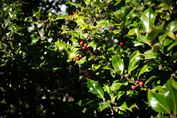 Spiky Holly Foliage and Red Berries