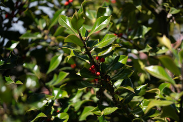 Fototapeta premium Traditional Christmas Holly Plant with Berries in Sunlight