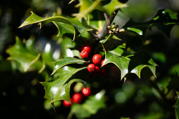 Vibrant Red Holly Berries and Green Leaves on Bush, Christmas and Winter Symbol