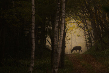 森の中で輝く美しい鹿